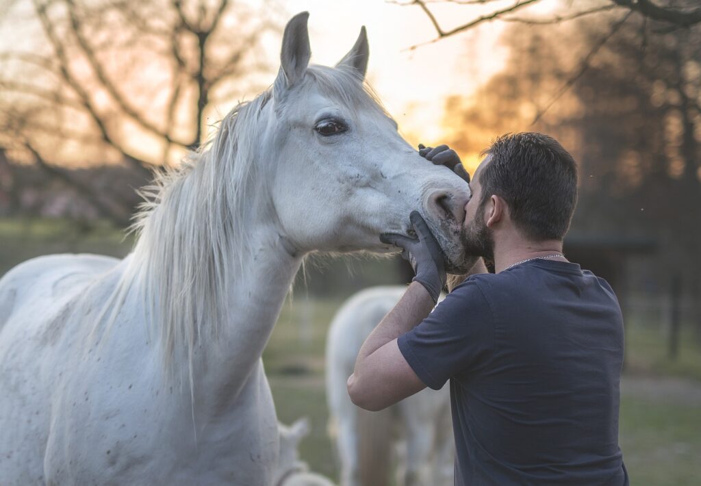 insurance for horse trailer