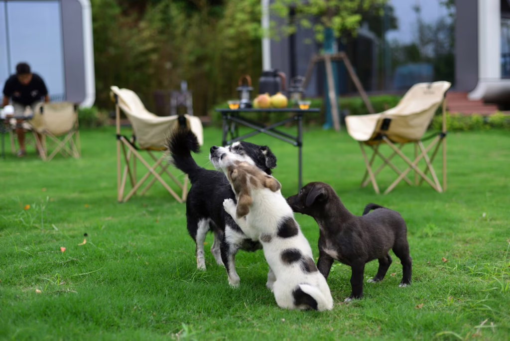 pet insurance cover all pets