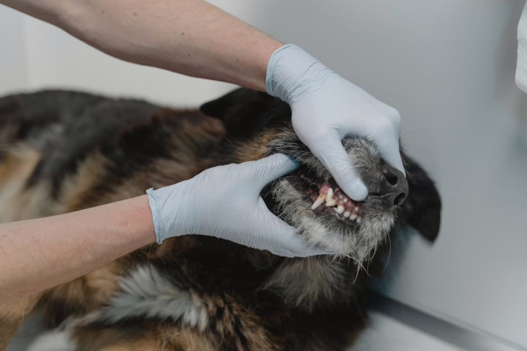 pet insurance cover dental