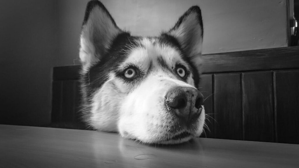 Does umbrella insurance cover dog bites