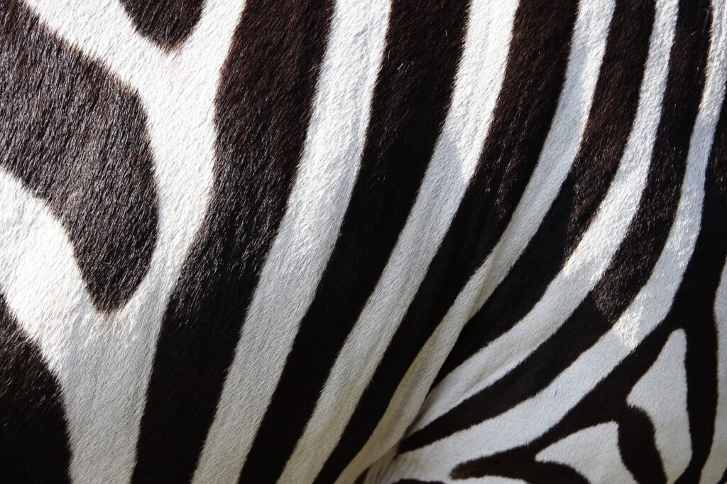 The Zebra reviews