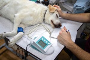Veterinary Malpractice Insurance