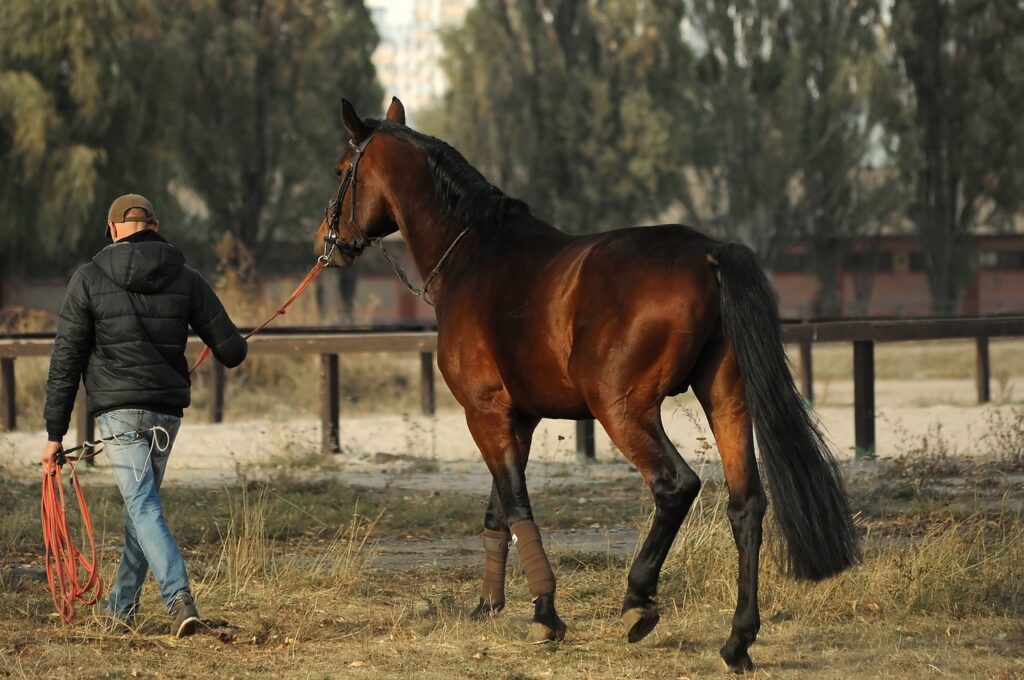 Horse Trainer Insurance